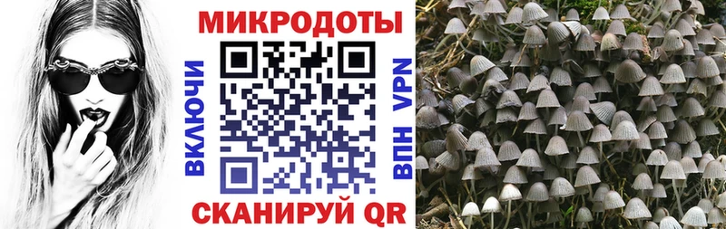 Псилоцибиновые грибы мицелий  Купить  Новая Ладога 